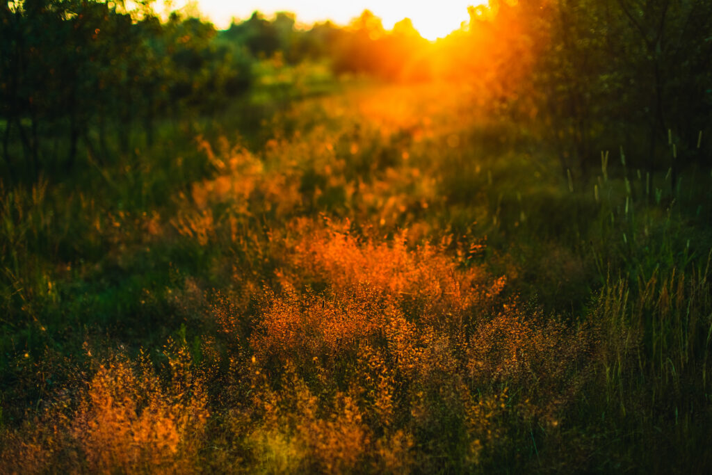 THE HIPPOCRATIC LONGEVITY JOURNEY™ | 105 min